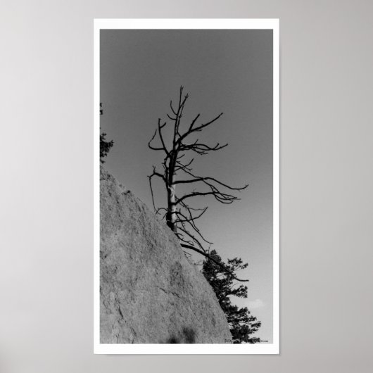 Lone Sky Tree, digitale foto van Mark Easton Poster (Voorkant)