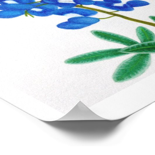 Lone Star Bluebonnet Print (Hoek)