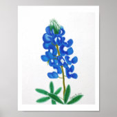 Lone Star Bluebonnet Print (Voorkant)
