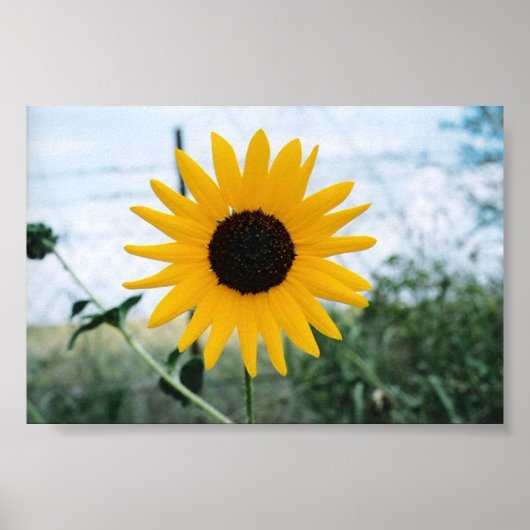 Lone Sunfloer Poster (Voorkant)