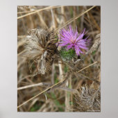 Lone Thistle Poster (Voorkant)