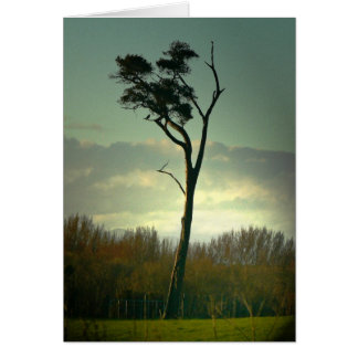 Lone Tree