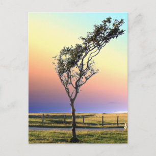 LONE TREE BRIEFKAART