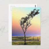 LONE TREE BRIEFKAART (Voorkant / Achterkant)