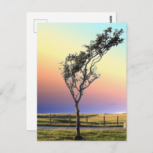 LONE TREE BRIEFKAART (Voorkant / Achterkant)