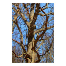 Lone Tree in de winter