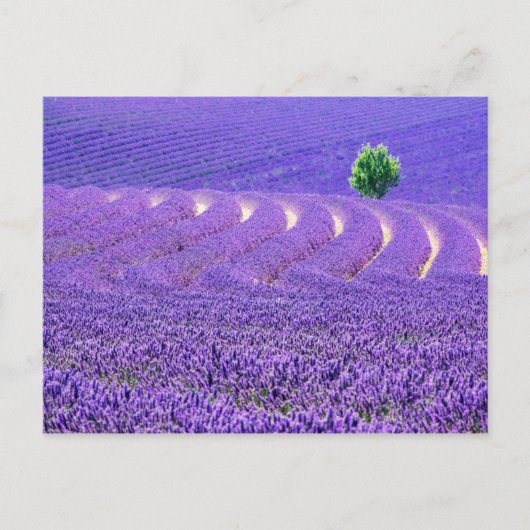 Lone tree in Lavender Field, Frankrijk Briefkaart (Voorkant)