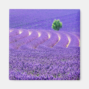 Lone tree in Lavender Field, Frankrijk Magneet
