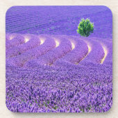 Lone tree in Lavender Field, Frankrijk Onderzetter (Voorkant)