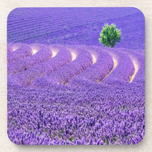 Lone tree in Lavender Field, Frankrijk Onderzetter (Voorkant)