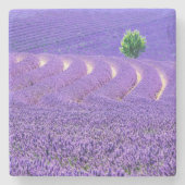 Lone tree in Lavender Field, Frankrijk Stenen Onderzetter (Voorkant)