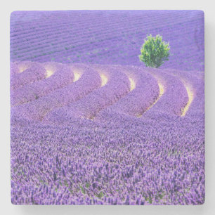 Lone tree in Lavender Field, Frankrijk Stenen Onderzetter