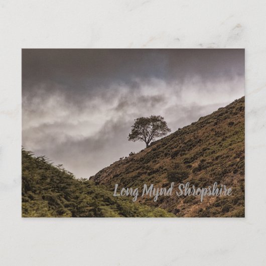 Lone Tree Long Mynd Shropshire Briefkaart (Voorkant)