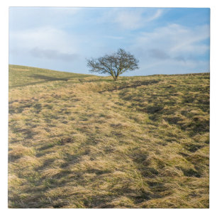 Lone tree op het platteland uitzicht keramische te tegeltje