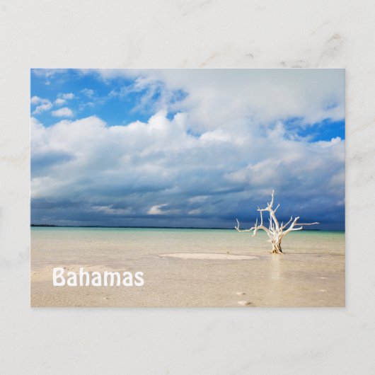 Lone tree op strand briefkaart (Voorkant)