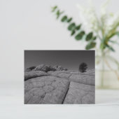 Lone Tree White Pocket Arizona Briefkaart (Staand voorkant)