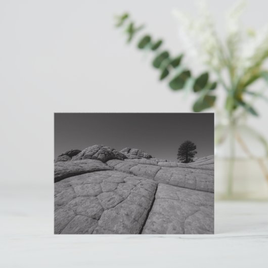 Lone Tree White Pocket Arizona Briefkaart (Staand voorkant)