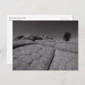 Lone Tree White Pocket Arizona Briefkaart (Voorkant / Achterkant)