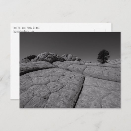 Lone Tree White Pocket Arizona Briefkaart (Voorkant / Achterkant)