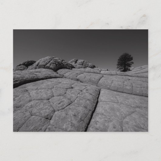 Lone Tree White Pocket Arizona Briefkaart (Voorkant)