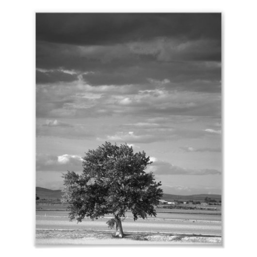 Lone Tree, Wilder Idaho Foto Afdruk (Voorkant)