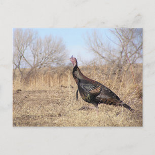 Lone Turkey Briefkaart