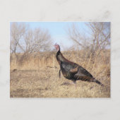 Lone Turkey Briefkaart (Voorkant)