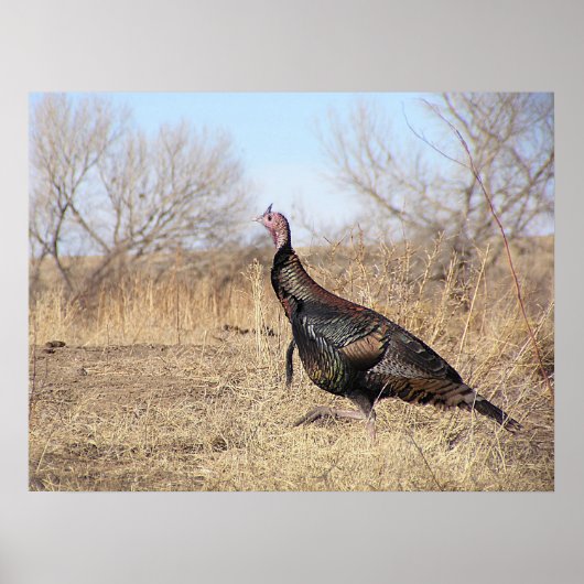 Lone Turkey Poster (Voorkant)