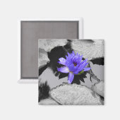 Lone Water Lily Magneet (Voorkant / Achterkant)