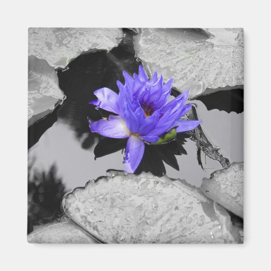 Lone Water Lily Magneet (Voorkant)