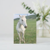 Lone White Horse Briefkaart (Staand voorkant)