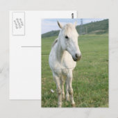 Lone White Horse Briefkaart (Voorkant / Achterkant)