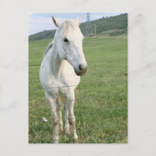 Lone White Horse Briefkaart