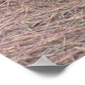 Lone wilde kalkoen poster (Hoek)