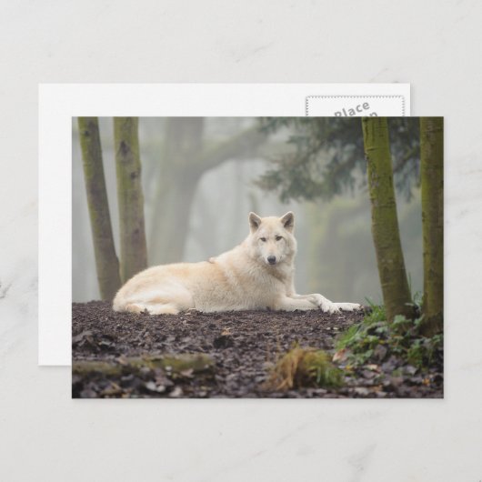 Lone Wolf Briefkaart (Voorkant / Achterkant)