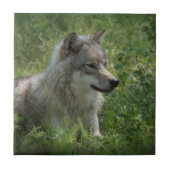 Lone Wolf Gray Wolfs Gray Wolves Real Foto Tegeltje (Voorkant)