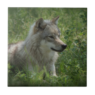 Lone Wolf Gray Wolfs Gray Wolves Real Foto Tegeltje
