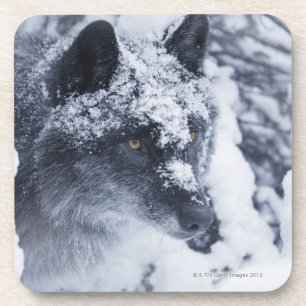 Lone wolf in sneeuw drankjes onderzetter
