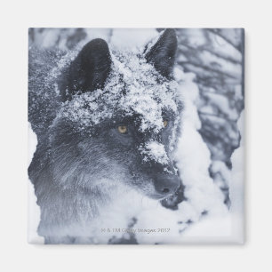 Lone wolf in sneeuw magneet