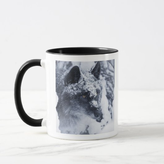 Lone wolf in sneeuw mok (Links)