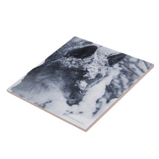 Lone wolf in sneeuw tegeltje (Zijkant)