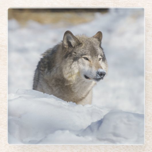 Lone Wolf in Snow Glazen Onderzetter (Voorkant)