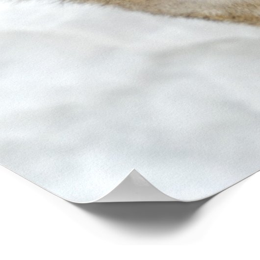 Lone Wolf in Snow Poster (Hoek)