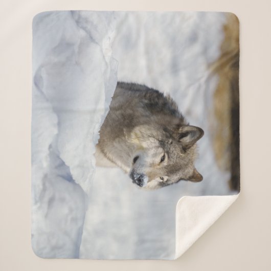 Lone Wolf in Snow Sherpa Deken (Voorkant)