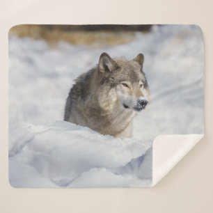 Lone Wolf in Snow Sherpa Deken