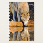 Lone Wolf Reflection in Pond Planner (Voorkant)