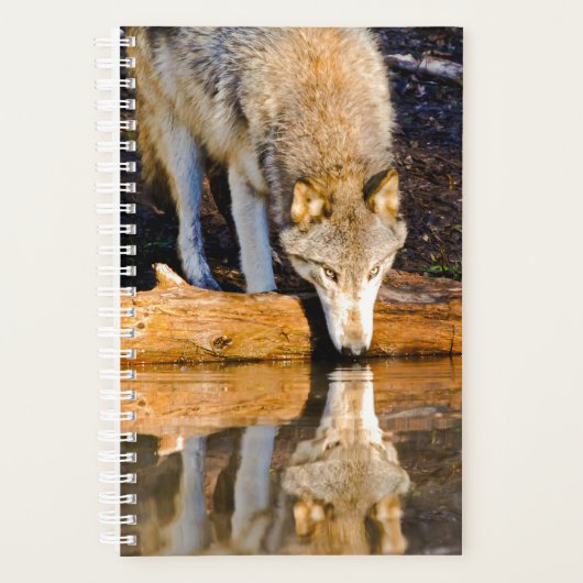 Lone Wolf Reflection in Pond Planner (Voorkant)