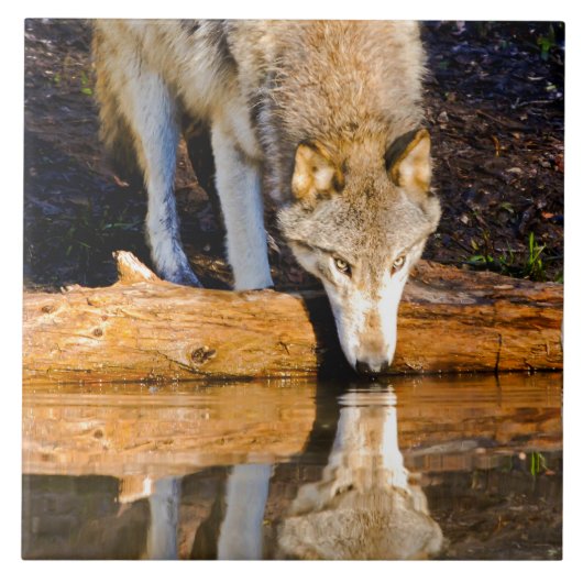 Lone Wolf Reflection in Pond Tegeltje (Voorkant)