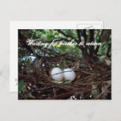 Lonely Birds Nest Briefkaart (Voorkant / Achterkant)