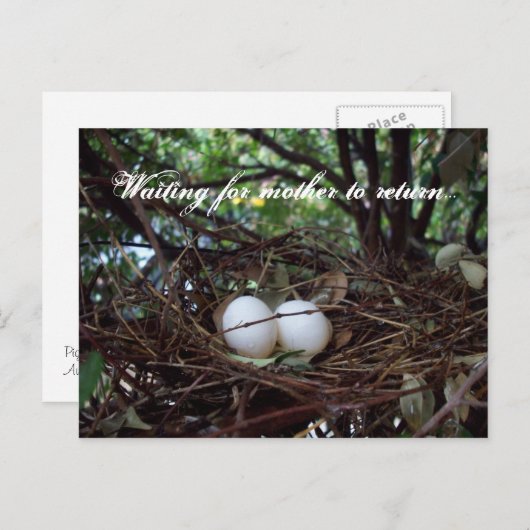 Lonely Birds Nest Briefkaart (Voorkant / Achterkant)